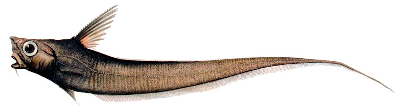 Nezumia spp sclerorhynchus_399